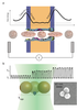 nanopore event