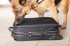 Photograph of a dog sniffing luggage.