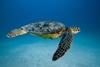 Photograph of sea turtle swimming in the ocean.