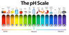 Illustration showing examples of acidic, neutral and alkaline pH values ranging from 0 to 14 that include battery, stomach acid, lemon, soda, tomato, coffee, milk, water, blood, egg white, stomach tablets, ammonia solution, soap, bleach and drain cleaner. 