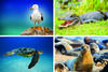 Photo montage with images of a seagull, alligator, sea turtle, and grey seals. 