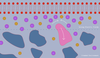 A negatively charged membrane at top (in red) attracts small, positively charged molecules (purple circles), which crowd the membrane and push away a far larger, neutral (pink) nanoparticle.