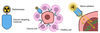 Diagram shows a radioisotope attached to a cancer-targeting molecule and how the molecule attaches to a cancer cell and injects alpha radiation. 