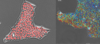 Example output of computational segmentation of individual cells in a stem cell colony (left). Example output of individual cell metrics across a stem cell colony tracked over time. 