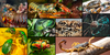A composite image of multiple creatures, including green beetles, crabs, lobster, scorpion and a mantis shrimp.