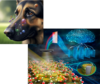 dogs sensing