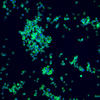 A microscopic image of NISTCHO cells that are stained blue and green on a black background..