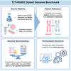 An infographic titled "T2T-HG002 Diploid Genome Benchmark" divided into four panels:  Source Material: Shows a flask and sample tubes representing the widely used HG002 Genome in a Bottle benchmark genome, with available samples including DNA, LCLs, and iPSCs.  Diploid Reference: Features a pair of pink (maternal) and blue (paternal) chromosomes labeled "T2T," indicating a complete and accurate diploid reference genome from telomere to telomere.  Genome Benchmarking: Illustrates a balance scale weighing chr