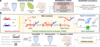 Schematic of the TMSE-BioCRNpyler package as it applies to different engineering biology applications. More details in the figure caption.