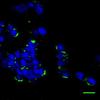 After four days, quantum dots still shine (green) in cells embedded in a hydrogel scaffold.