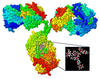  Immunoglobulin G (IgG) antibody molecule with glycan attached. Inset shows glycan structure.