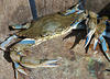 male Atlantic blue crab