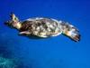 SeaTurtle