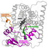 When efavirenz binds to CYP46A1 at the site shown, it increases the flexibility of the protein in the region around cholesterol. 