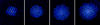 A quantum simulator made of trapped beryllium ions (charged atoms) that are proven to be entangled, a quantum phenomenon linking the properties of all the particles. 