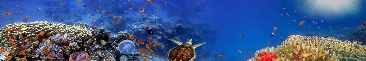 Ocean scene with a turtle in the middle