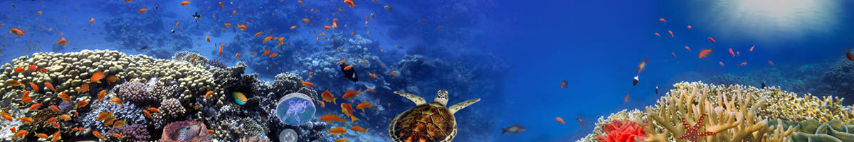 Ocean scene with a turtle in the middle