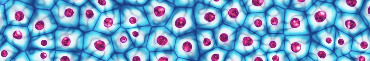 In illustration of cells with stained nuclei
