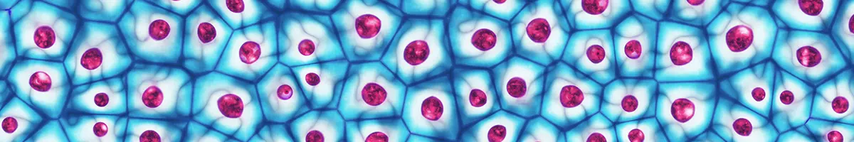 In illustration of cells with stained nuclei