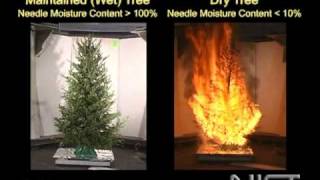 Dry Tree vs. High Moisture Tree Fire